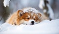 Cute dog sleeping in snow. Blurry background