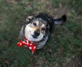 Cute dog with a smile sits on the spring green grass and looks up faithfully at the owner