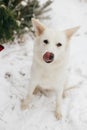 Cute dog in snowy winter park. Adorable white swiss shepherd dog licking tongue and sitting on snow at tree. Winter time in Royalty Free Stock Photo
