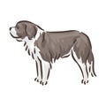 Cute dog St. Bernard breed pedigree vector illustration