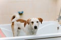 Cute dog standing in bathtub waiting to be washed