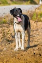 A cute dog standing on the ground