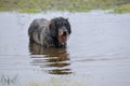 Wet dog in a muddy puddle.