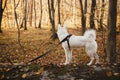 Cute dog standing on old fallen tree in sunny autumn woods. Adorable  swiss shepherd white dog in harness and leash relaxing in Royalty Free Stock Photo