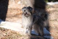 Cute dog standing in shadow.