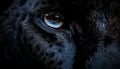Cute dog staring, close up, blue eye, black fur generated by AI Royalty Free Stock Photo
