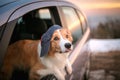 Cute Dog Sticking Head out Car Window