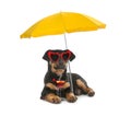 Cute dog in sunglasses with cocktail under beach umbrella on white background. Summer party Royalty Free Stock Photo