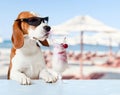 Cute dog in sunglasses drink cocktail Royalty Free Stock Photo