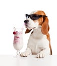 Cute dog in sunglasses drink cocktail Royalty Free Stock Photo