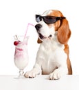 Cute dog in sunglasses drink cocktail