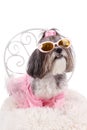 Cute dog with sunglasses, pink dress and wings Royalty Free Stock Photo