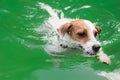Cute dog swimming Royalty Free Stock Photo