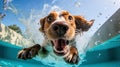 Cute dog swimming in a pool with splashes of water