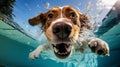 Cute dog swimming in the pool with splashes of water