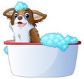 Cute dog taking a bath on a white background Royalty Free Stock Photo
