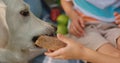 Cute dog taking sandwich from unrecognizable human hands on picnic close up.