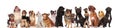 Cute dog team is curious and look up Royalty Free Stock Photo