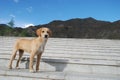 Cute dog in temple Drepung in Tibet