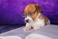 Cute dog tired student reading a book to teach lessons, falls asleep. Royalty Free Stock Photo