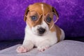 Cute dog tired student reading a book to teach lessons, falls asleep. Royalty Free Stock Photo