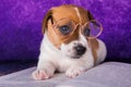 Cute dog tired student reading a book to teach lessons, falls asleep. Royalty Free Stock Photo