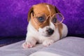 Cute dog tired student reading a book to teach lessons, falls asleep. Royalty Free Stock Photo