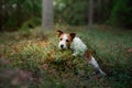 Cute dog top view. Funny jack russell terrier in the forest