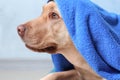 Cute dog with towel after washing on color background Royalty Free Stock Photo