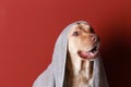Cute dog with towel after washing on color background Royalty Free Stock Photo