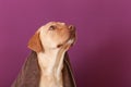 Cute dog with towel after washing on color background Royalty Free Stock Photo