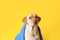 Cute dog with towel after washing on color background Royalty Free Stock Photo