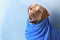 Cute dog with towel after washing on color background Royalty Free Stock Photo