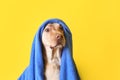 Cute dog with towel after washing on color background Royalty Free Stock Photo