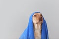 Cute dog with towel after washing on light background Royalty Free Stock Photo