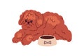 Cute dog of Toy Poodle breed waiting for feed near canine bowl. Funny curly puppy. Fuzzy wavy hairy doggy, miniature