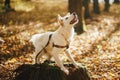 Cute dog training on old stump in sunny autumn woods. Adorable  swiss shepherd white dog in harness and leash in beautiful fall Royalty Free Stock Photo