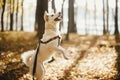 Cute dog training on old stump in sunny autumn woods. Adorable  swiss shepherd white dog in harness and leash in beautiful fall Royalty Free Stock Photo