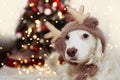 CUTE DOG UNDER CHRISTMAS TREE LIGHTS CELEBRATING HOLIDAYS WEARING A REINDEER ANTLERS HAT Royalty Free Stock Photo
