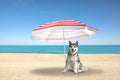 Cute dog under umbrella on sandy beach. Summer vacation with pet Royalty Free Stock Photo