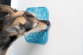 cute dog using lick mat for eating food slowly Royalty Free Stock Photo