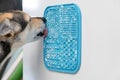 cute dog using lick mat for eating food slowly Royalty Free Stock Photo