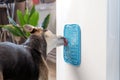 cute dog using lick mat for eating food slowly Royalty Free Stock Photo