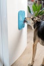 cute dog using lick mat for eating food slowly Royalty Free Stock Photo