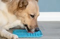 cute dog using lick mat for eating food slowly Royalty Free Stock Photo