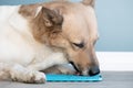 cute dog using lick mat for eating food slowly Royalty Free Stock Photo