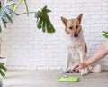 cute dog using lick mat for eating food slowly Royalty Free Stock Photo