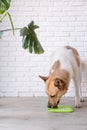 cute dog using lick mat for eating food slowly Royalty Free Stock Photo