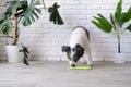 cute dog using lick mat for eating food slowly Royalty Free Stock Photo