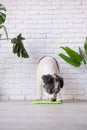 cute dog using lick mat for eating food slowly Royalty Free Stock Photo